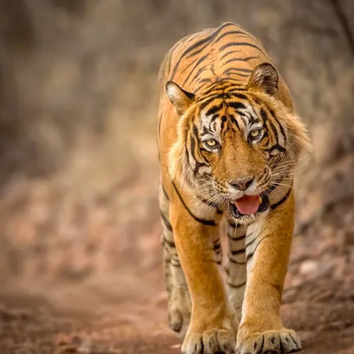 listing-details-carousel